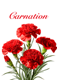 "Carnation vol.9" theme