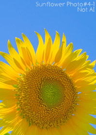 Sunflower Photo#4-1 Not AI