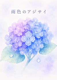 雨色のアジサイ
