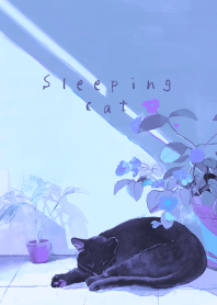 Sleeping black cat - night
