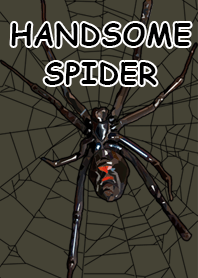 Handsome Spider