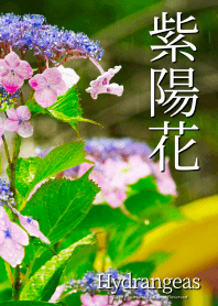 紫陽花 - Hydrangeas - #2B.