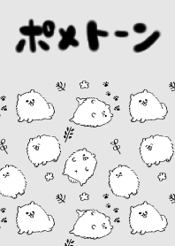 pomeranian of pometone