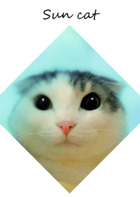 Sun cat