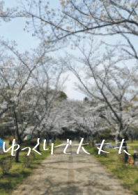 Park  Japanese cherry blossoms