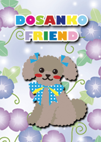 #cool [toy poodle/Brown] morning glory