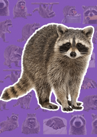 浣熊 写实 深紫色