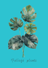 พืชใบที่สง่างาม(สีฟ้ามิ้นท์)