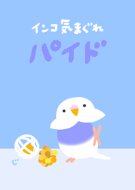 Budgie Pied Violet Renewal
