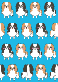Various Japanese Chin