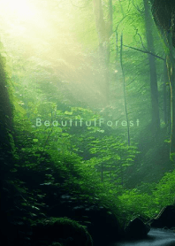 Beautiful Forest - MEKYM 12