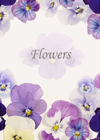 Pretty blooming viola florets7