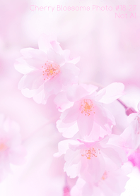 CherryBlossoms Photo#18-27Not AI