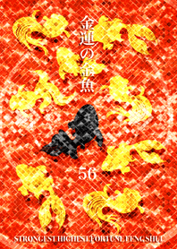 Goldfish of money luck Lucky number 56