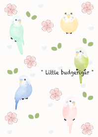 Little budgerigar 3