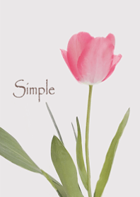 Gentle Tulip14.