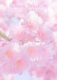 SakuraBokeh 36