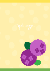 Round hydrangea on yellow