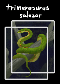 毒蛇(trimeresurus salazar)