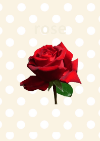 rose&beige dot theme