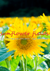 sunflower fields ver.2