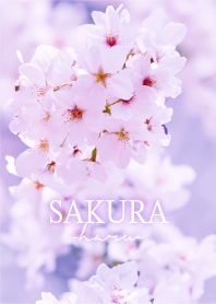 Sakura-Haru- 9
