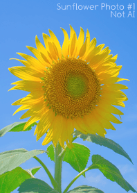 Sunflower Photo #1-6 NotAI