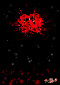 blood red flower - cluster amaryllis