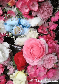 My garden, My rose_Pierre de Ronsard_4