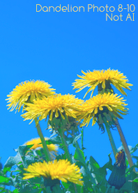 Dandelion Photo 8-10Not AI