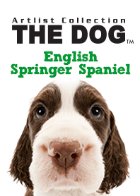 THE DOG イングリッシュ•スプリンガー