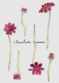 チョコレートコスモスの花。水彩