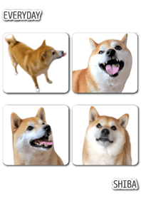 EVERYDAY SHIBA4