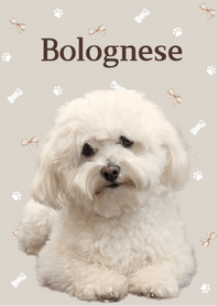 Pampered Dog Bolognese theme