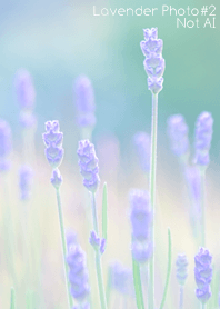 Lavender Photo #2-19 NotAI