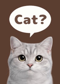 British Shorthair Simples 3 Brown 01