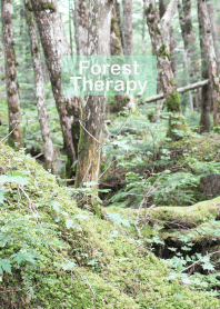 Forest Therapy 22