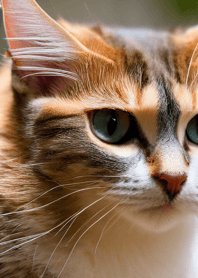 Cats run wild #DEVU019.