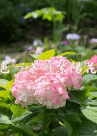 色づきの紫陽花