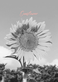 monochrome photograph...38