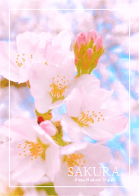 SAKURA 12 / Natural style