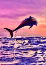 Healing sunset dolphin