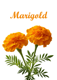 "Marigold vol.3" theme