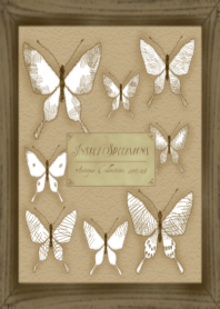 a specimens of butterfly
