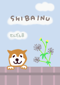 Shiba Inu and Sticking Bug 01