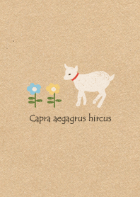 Capra aegagrus hircus!