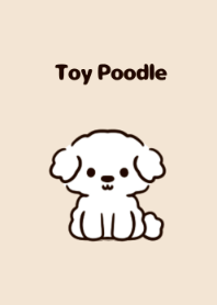 Fluffy white toy poodle puppy.
