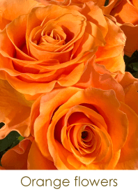 Orange flowers - hisatoto 10
