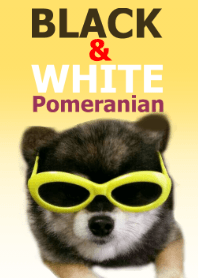 BLACK & WHITE Pomeranian