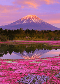 The moss phlox in Fuji